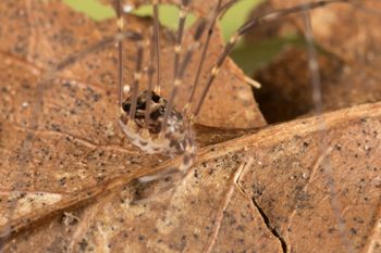 Media type: image;   Invertebrate Zoology 151592
